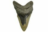 Bargain, Fossil Megalodon Tooth - North Carolina #376910-1